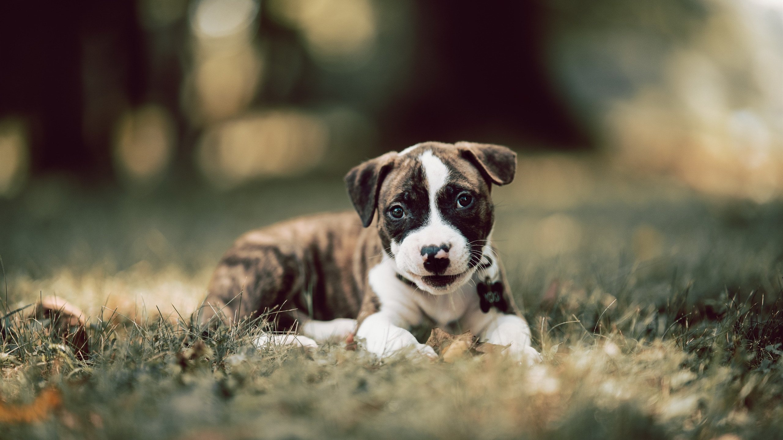 皮克带队创造历史，葡萄牙横扫比利时，唯一性胜利彰显团队荣耀