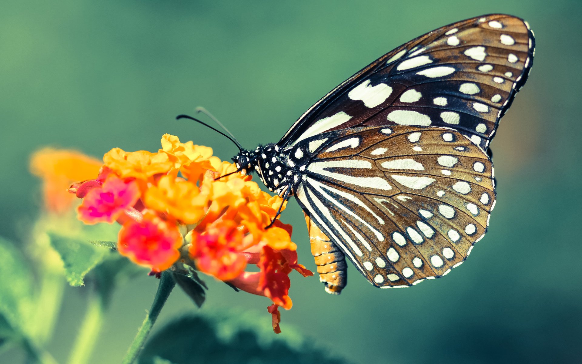 惊天逆袭，辽宁队绝杀猛龙，米切尔42分统治全场