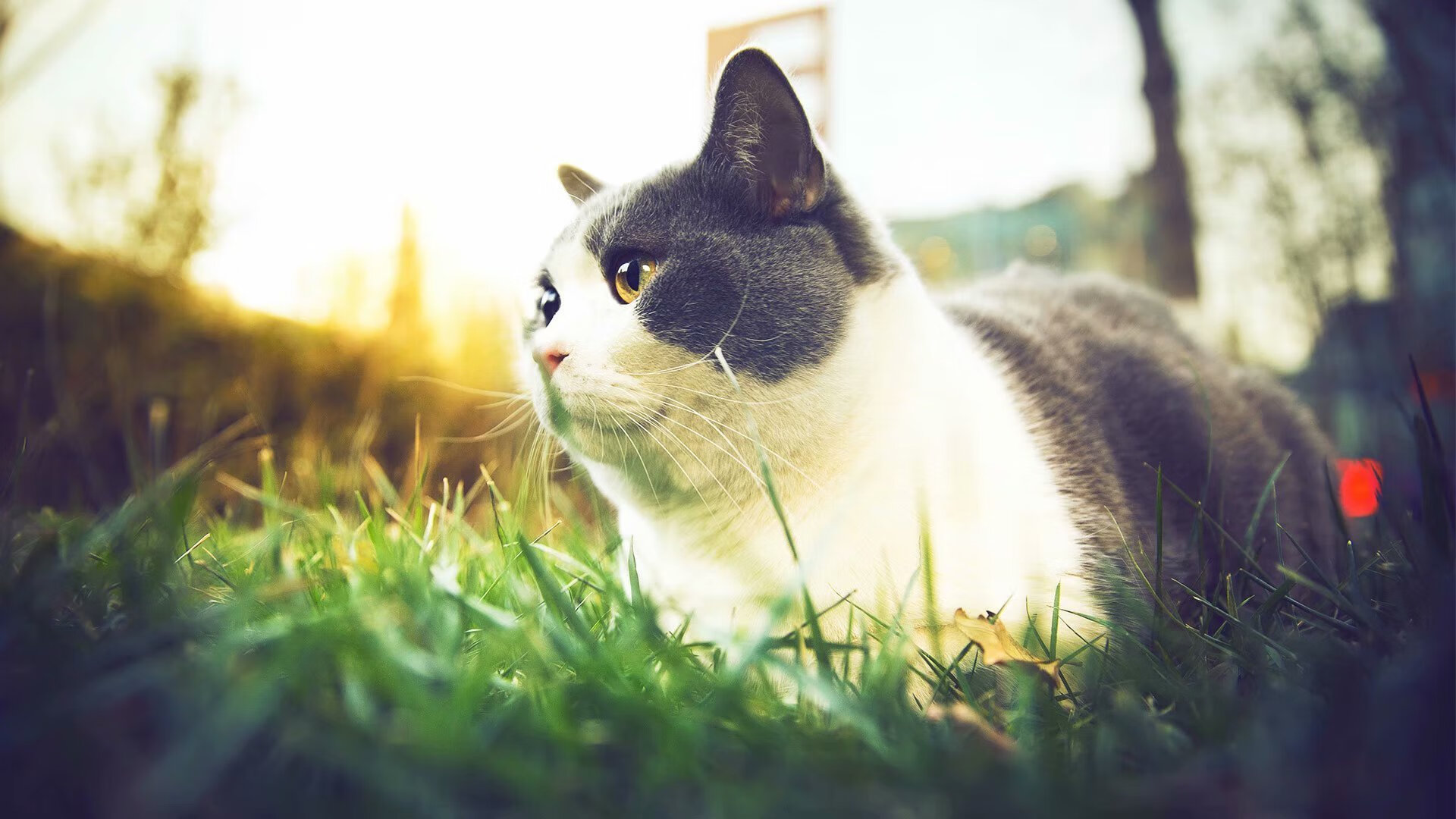 红色飓风撕裂银幕，塞恩斯状态爆炸引领法拉利逆袭，梅赛德斯王朝裂痕乍现