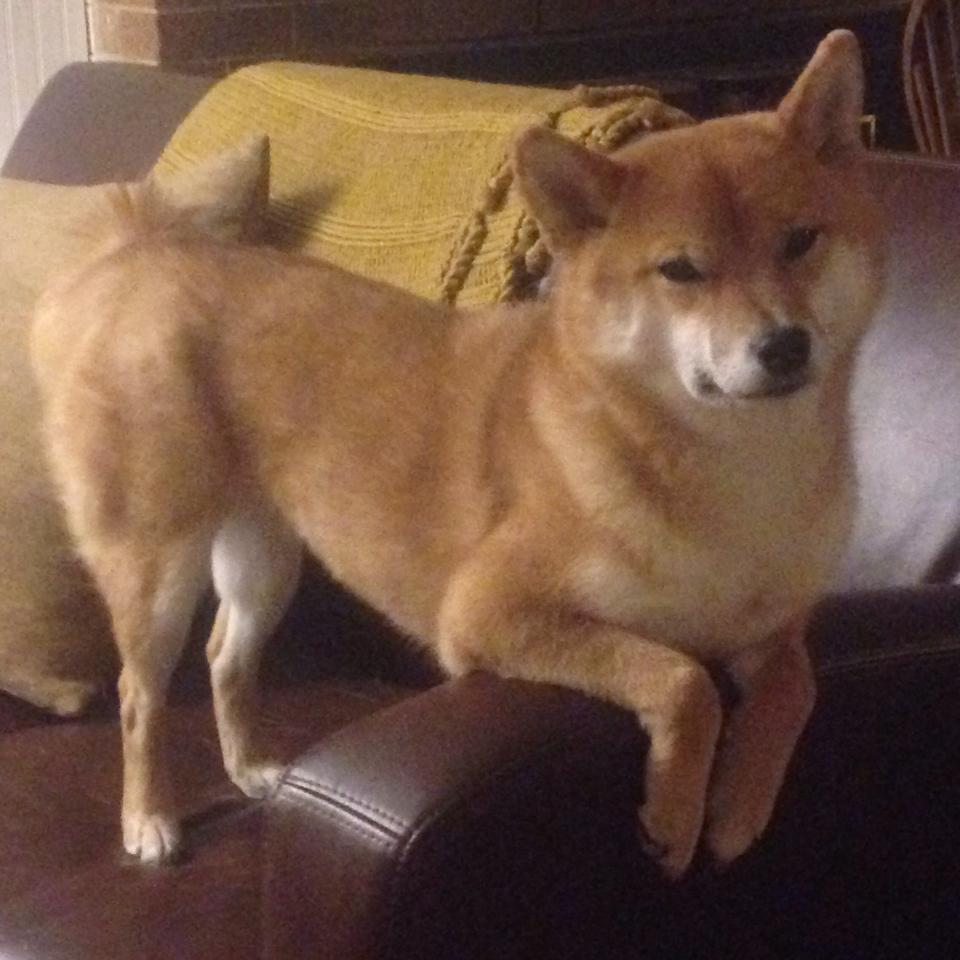 逆转与终结，罗德里戈一锤定音，澳大利亚强行终结几内亚的世界杯梦想