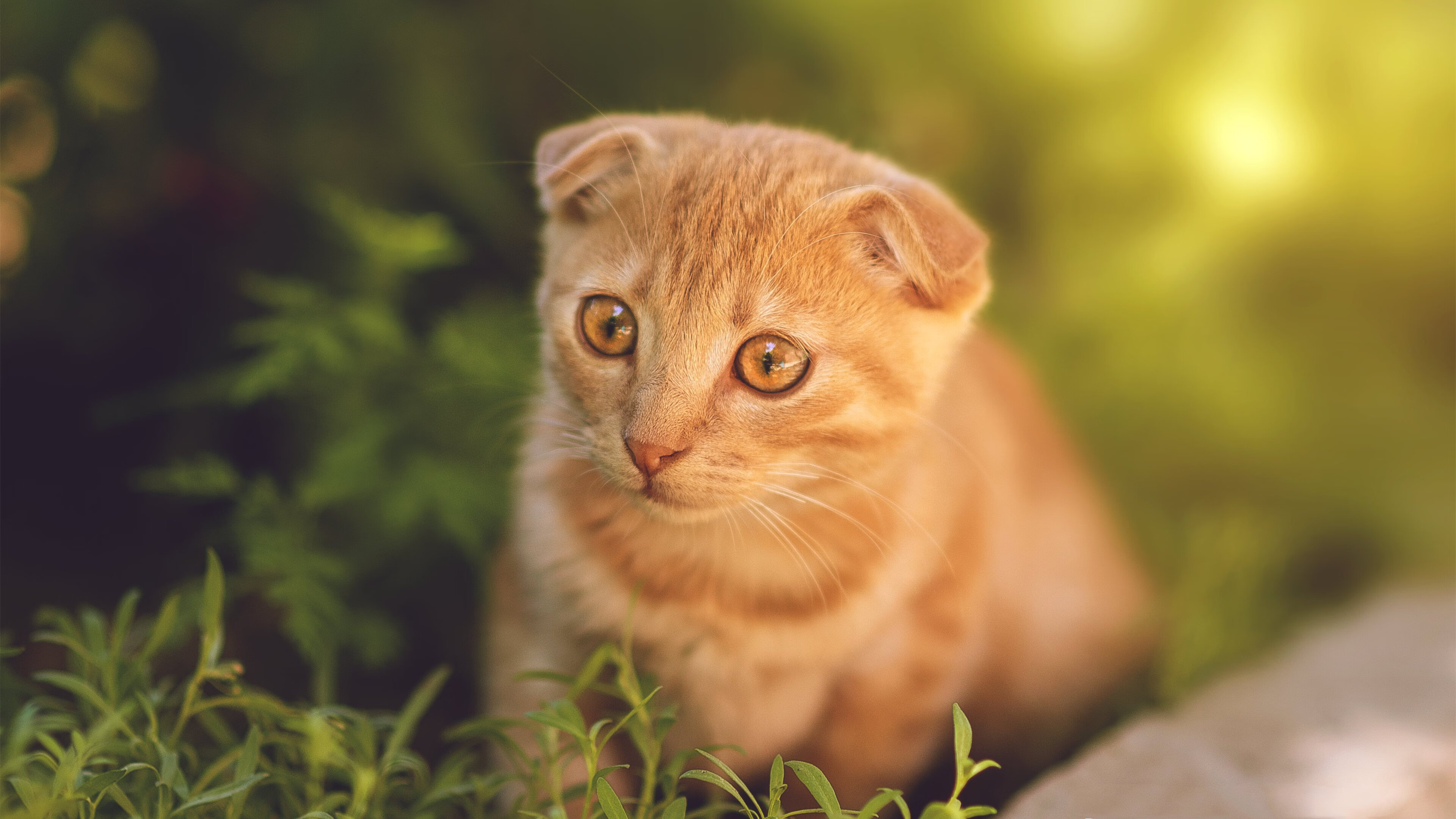 跨界统治,奥地利足球战术如何铸就奥纳纳的NBA季后赛传奇