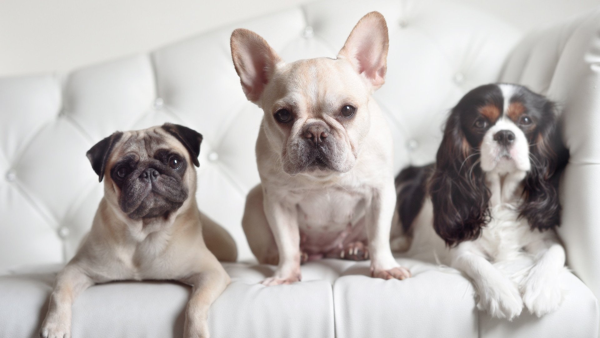 独木成林,布伦森单骑撕破防线,印第安纳末节风暴卷走快船