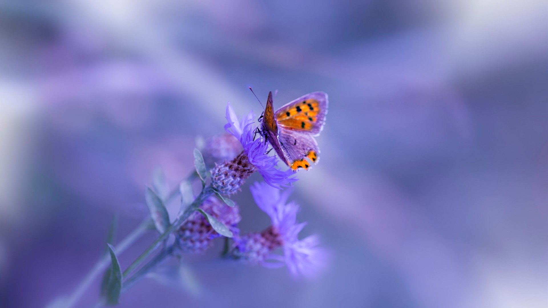 冰封与火焰，阿什拉夫一己之力点燃加拿大逆转之夜