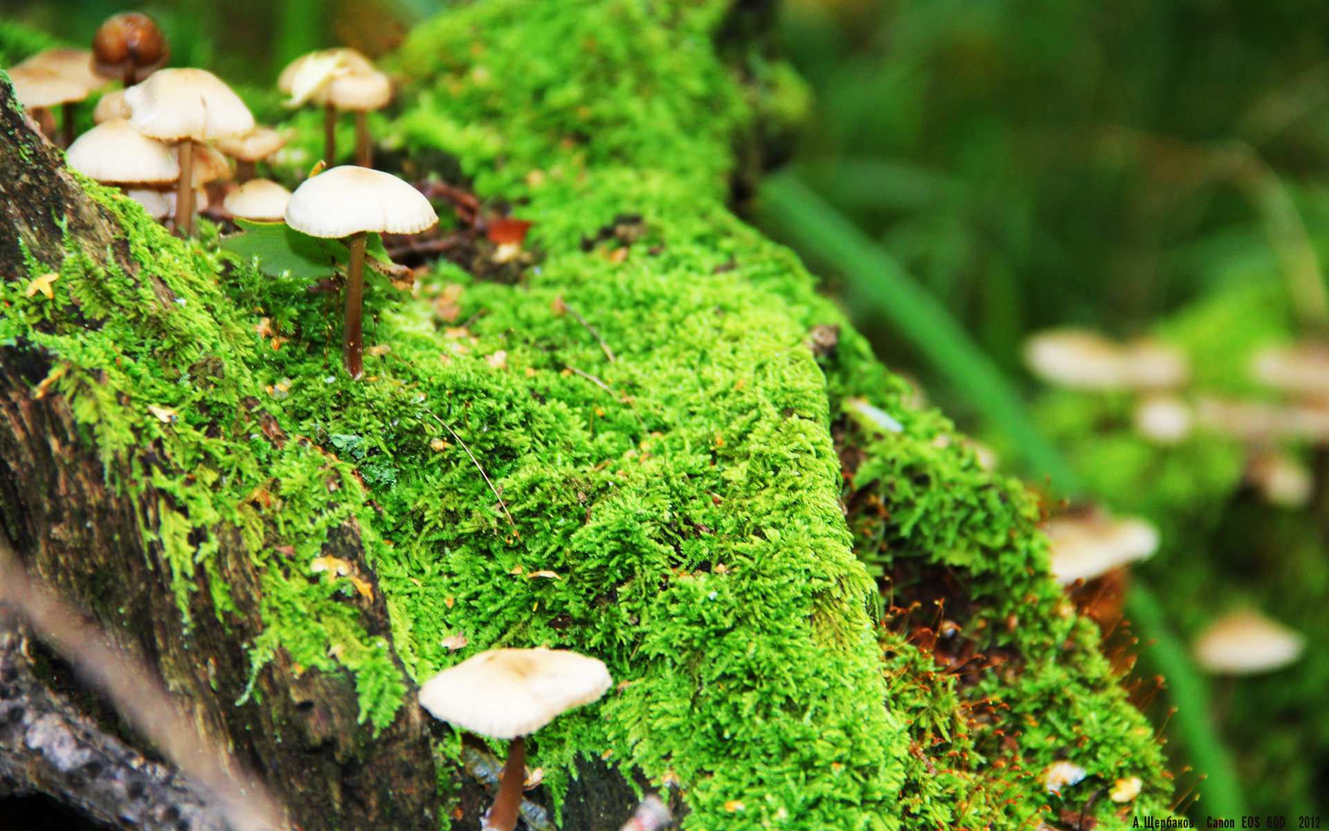 体育之夜的平行叙事，西甲世纪对决与湖人的悬念终结