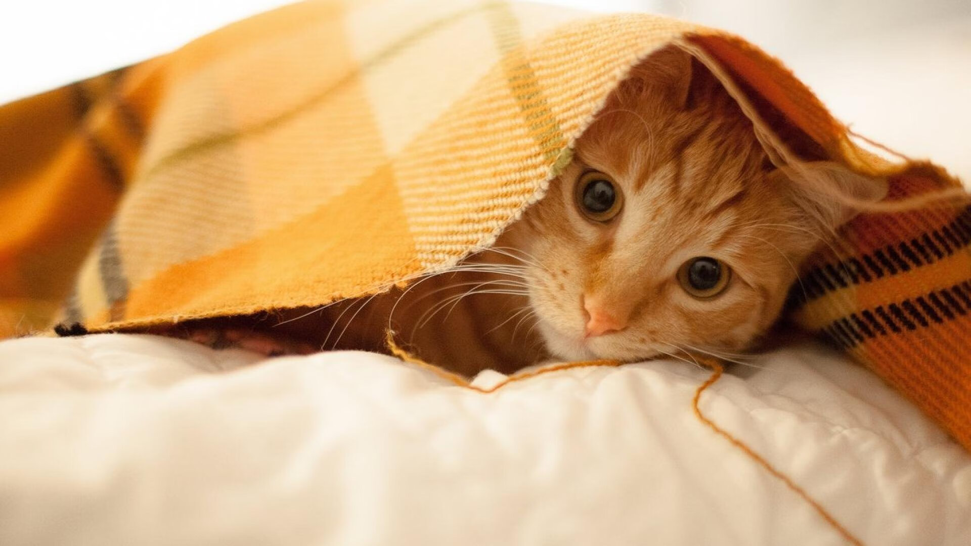 世界排名争夺战焦点对决,山西队上演惊天翻盘逆转广东队