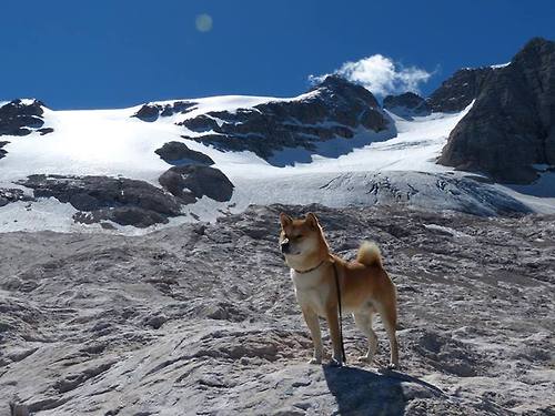 国王掀起战术风暴，霍勒迪成关键齿轮击沉鹈鹕
