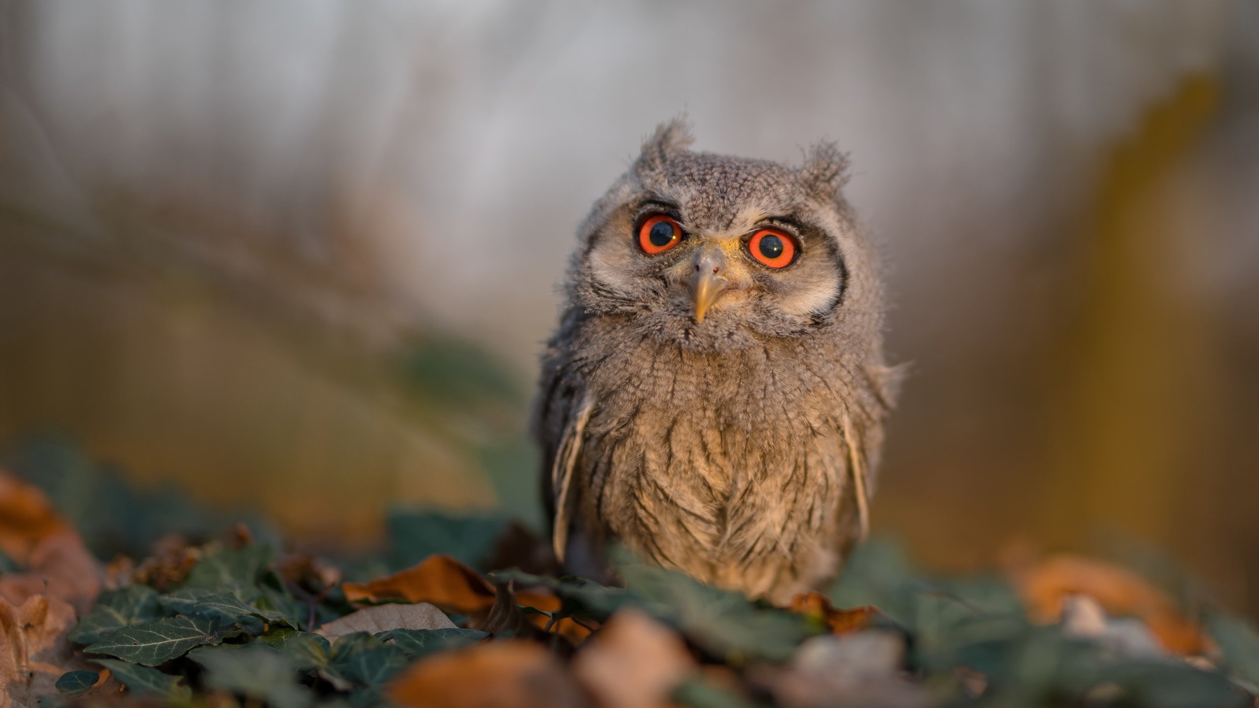 单节风暴！老鹰展翅拉开绿军，马克西于年度焦点战宣告统治