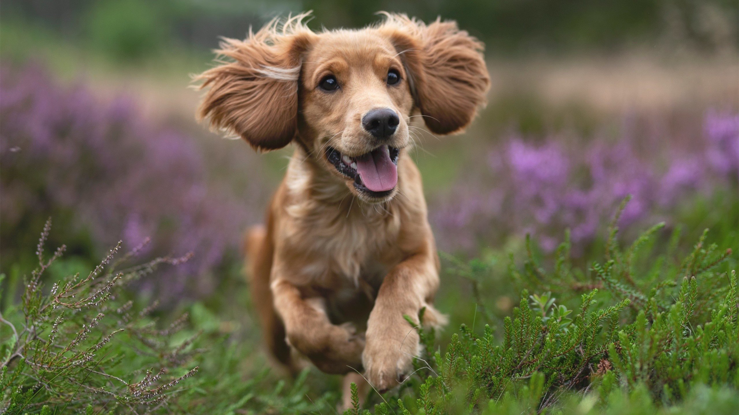 爱游戏在线-跨联赛唯一性对决，广东队轻取快船，德罗赞稳定输出不掉线