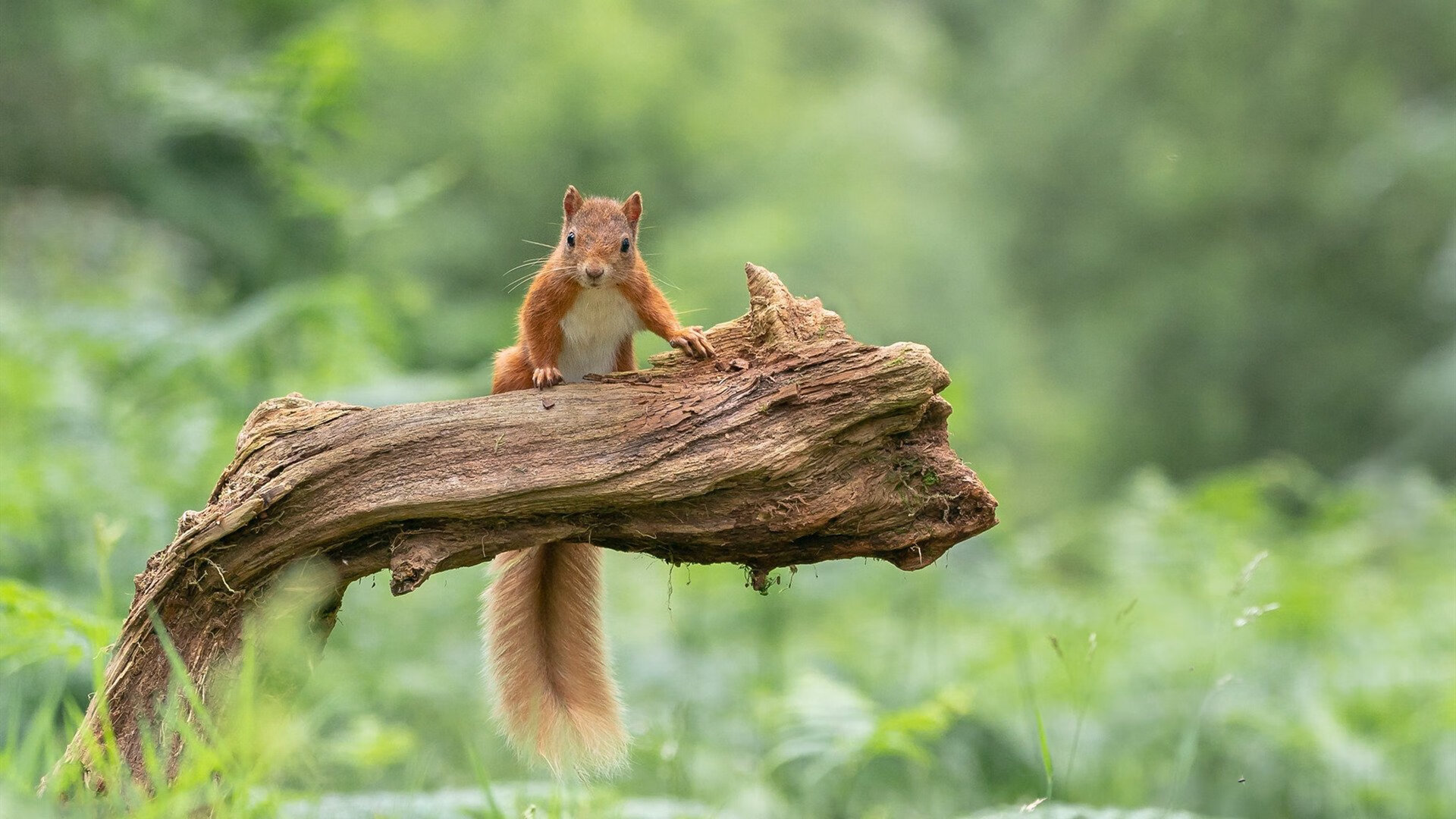 篮球场上的英超剧本,当新疆铁幕降临,欧文式英雄正在诞生