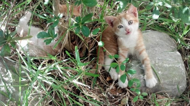 银河坠入网窝的轨迹,切特史诗般的十二分钟
