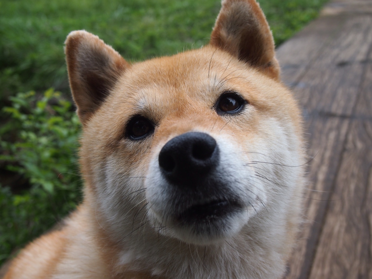 幽灵的馈赠，戈麦斯离奇爆发，法国在生死战中逆转阿根廷的唯一性