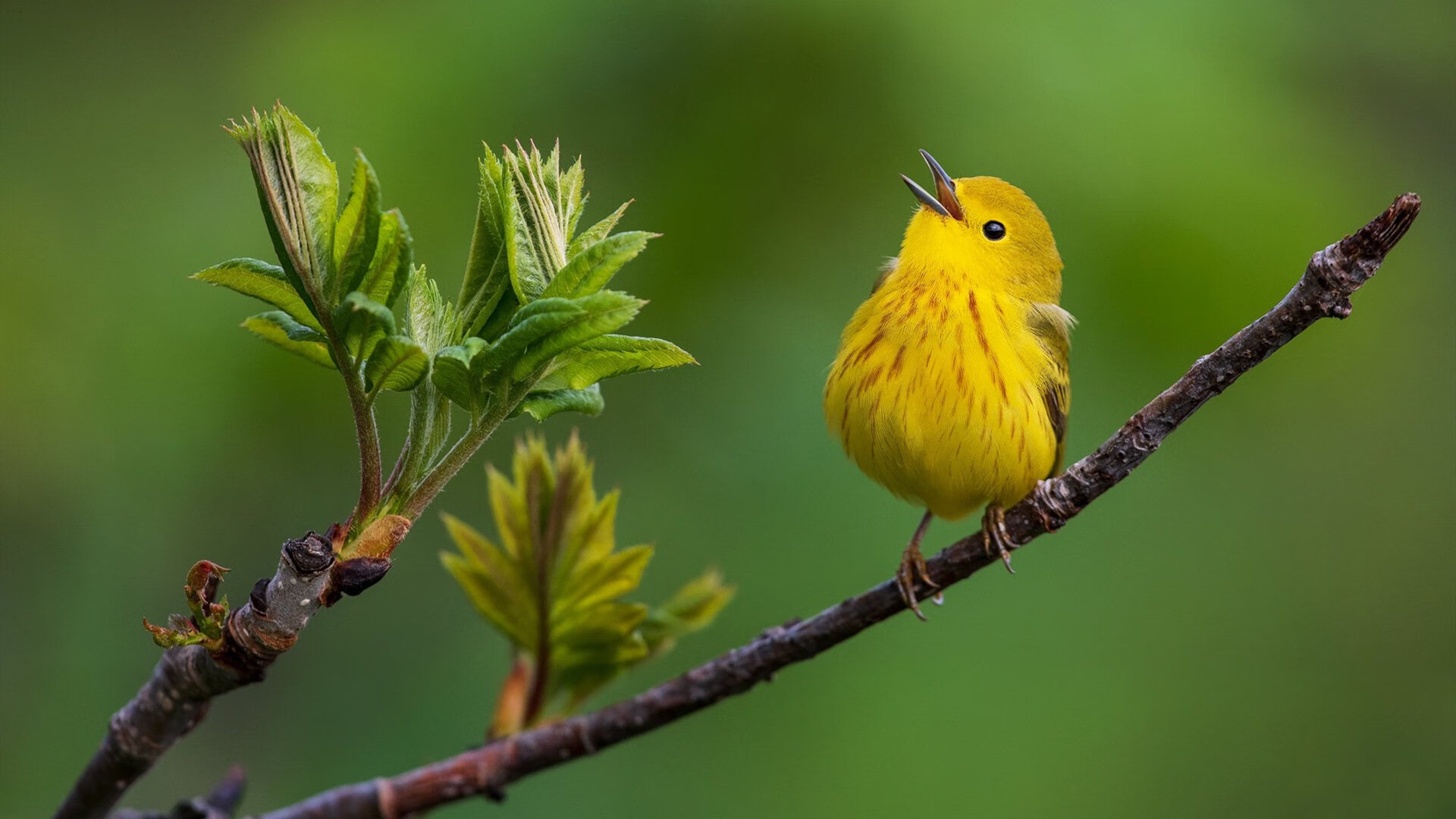 欧冠半决赛之夜,当巨星们潮起潮落,唯有莱万如钢钉般焊死在对手禁区