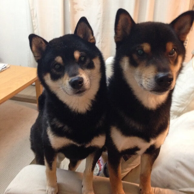 血染黄沙！浙江男篮决战国王，贝恩运筹帷幄掌控全场节奏