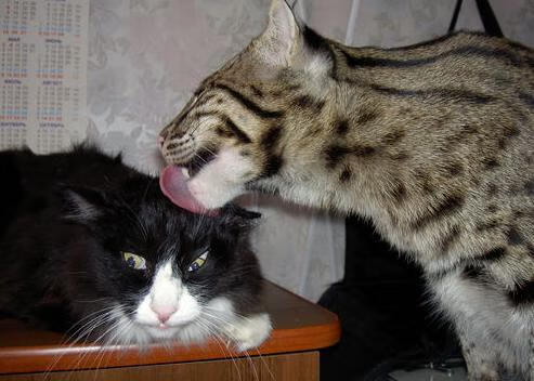 超越比分的耀光，三笘薰在英超争冠之夜用艺术照亮胜负