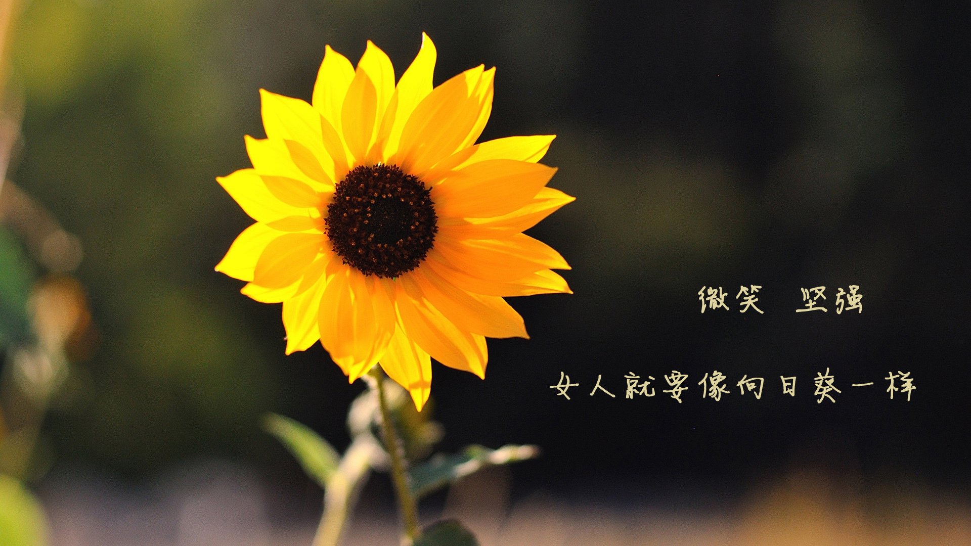 冰与火之巅，2026世界杯G组关键战，范戴克铁血防线终结印度神话，挪威绝杀上演北欧传奇